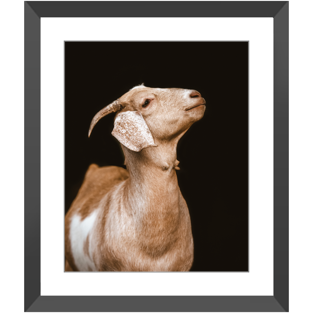 Happy Goat Series 2, Framed Print