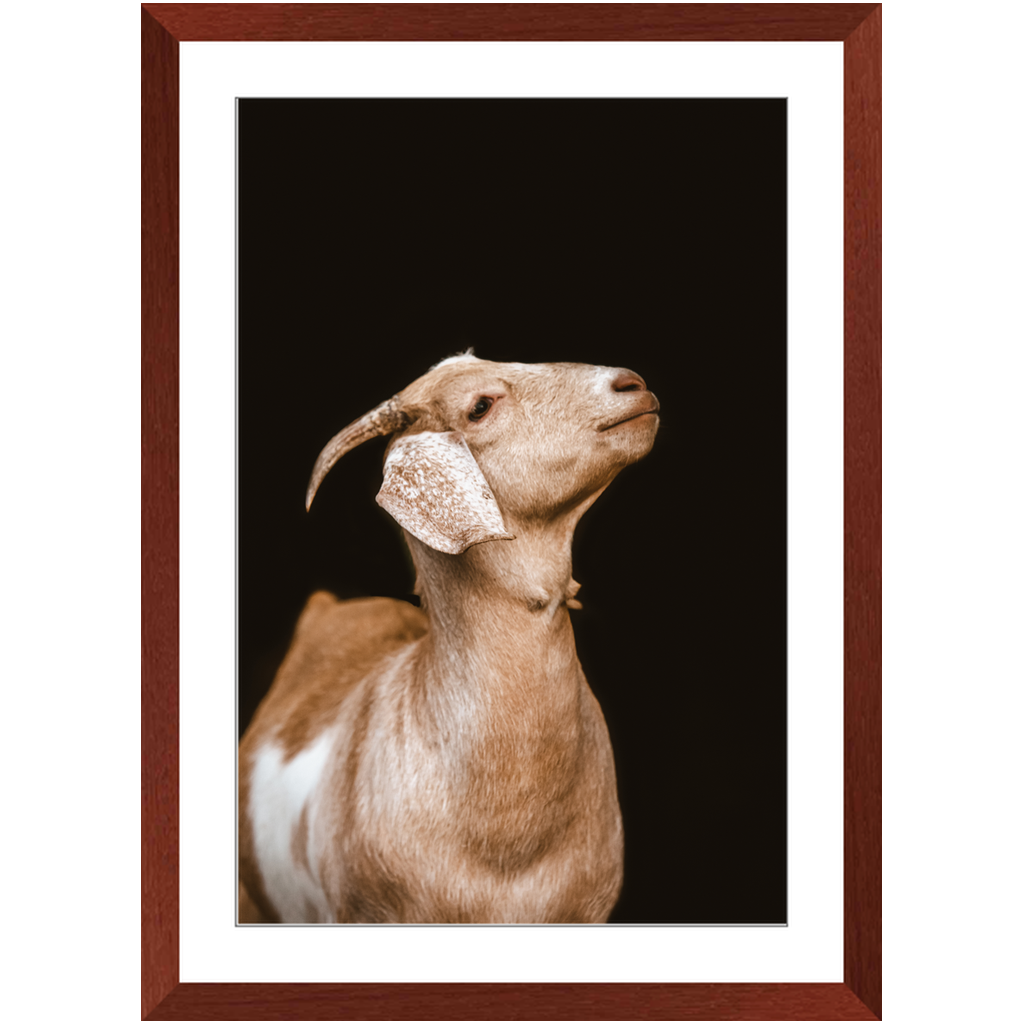 Happy Goat Series 2, Framed Print