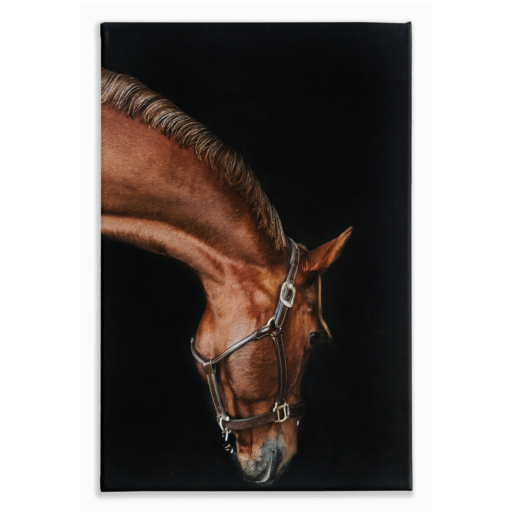 Django Series 6, Stretched Canvas