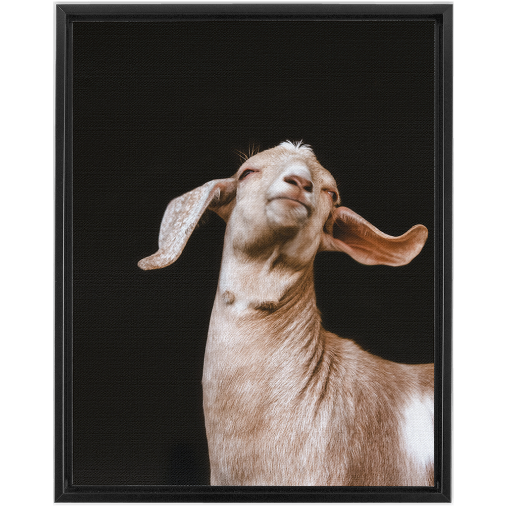 Happy Goat Series 1, Framed Canvas