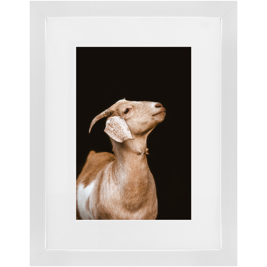 Happy Goat Series 2, Framed Print