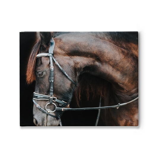 Regal Series 1, Stretched Canvas