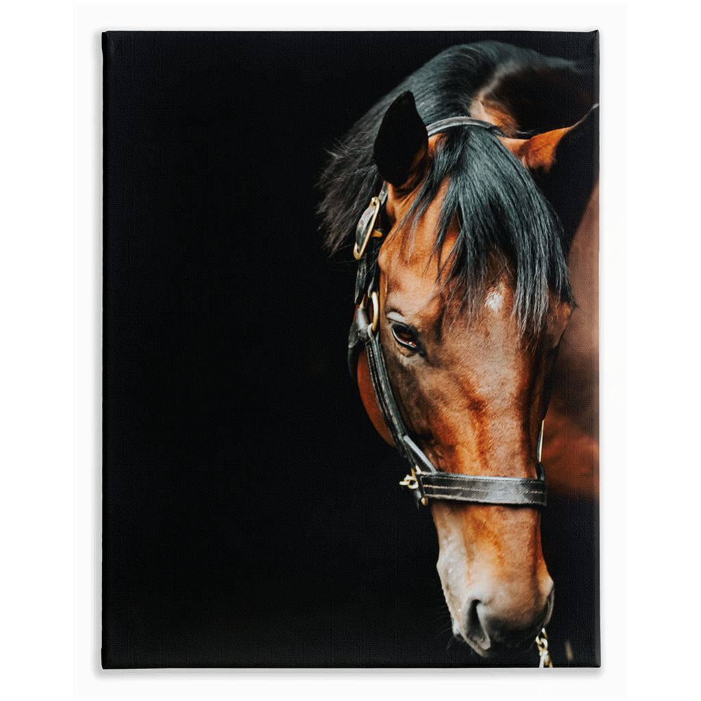 American Pharoah Series 6, Stretched Canvas