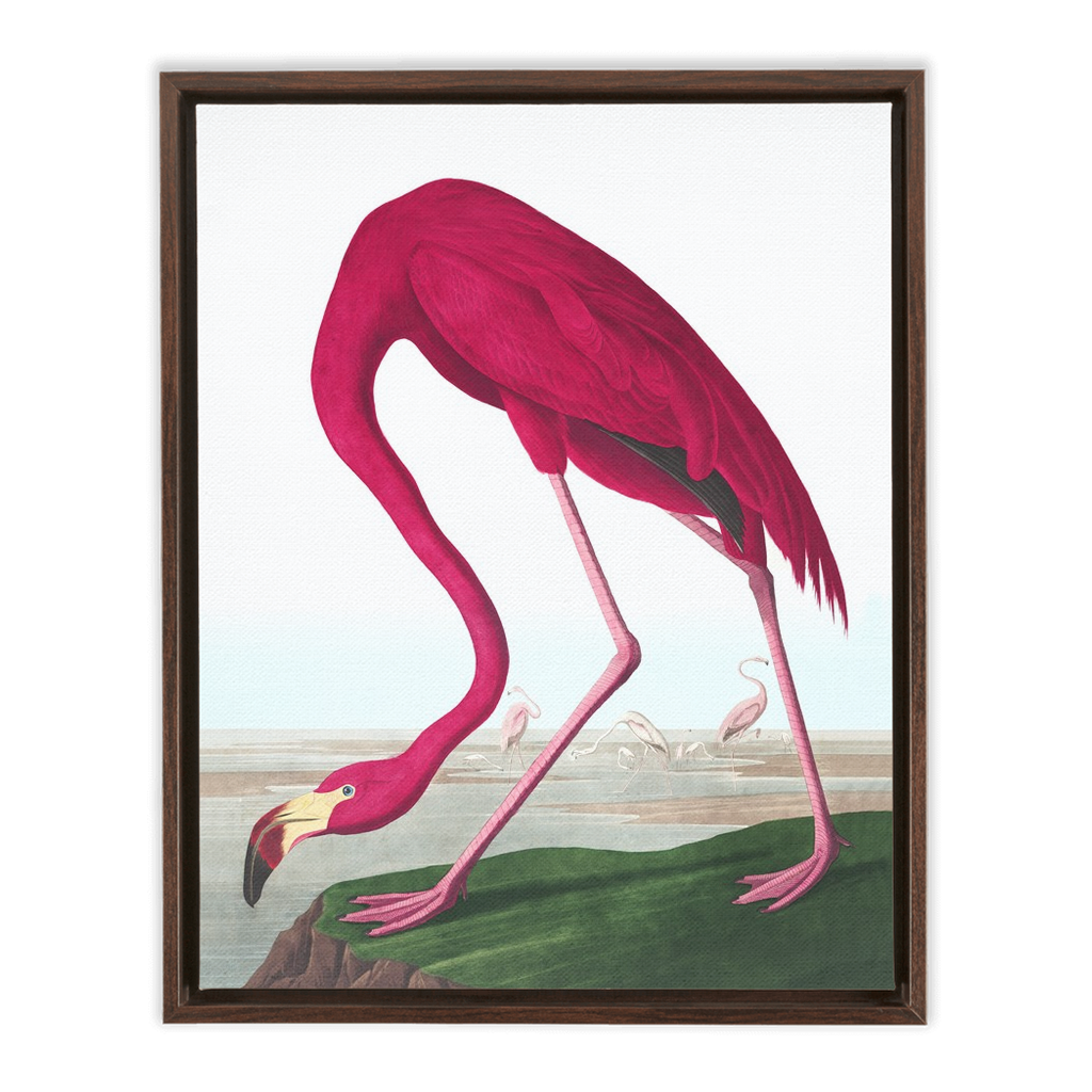 Modern Audobon Flamingo, Framed Canvas