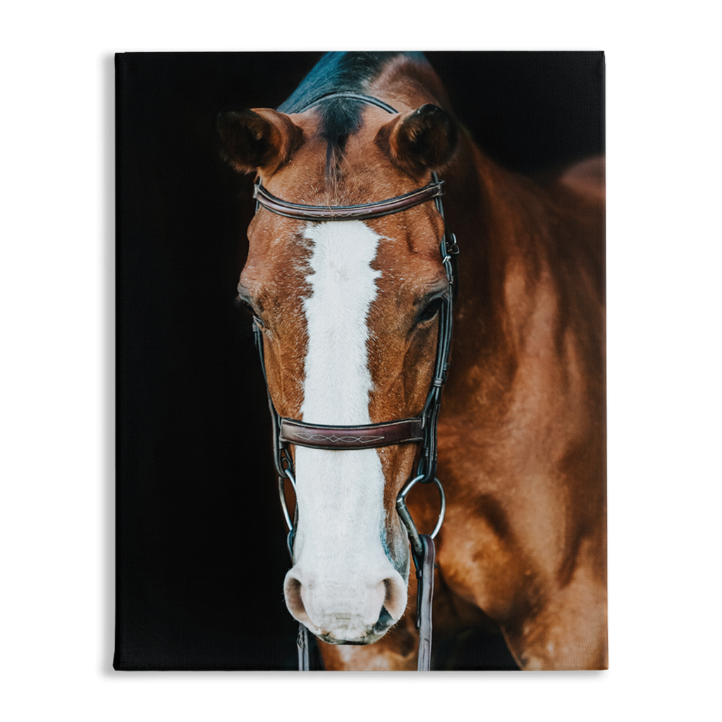 Huntsman Series 6, Stretched Canvas