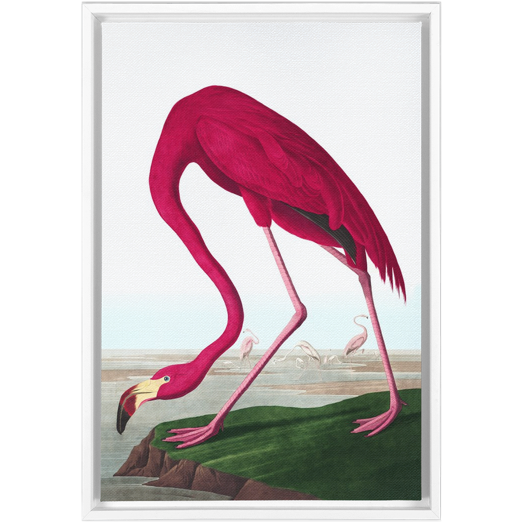 Modern Audobon Flamingo, Framed Canvas