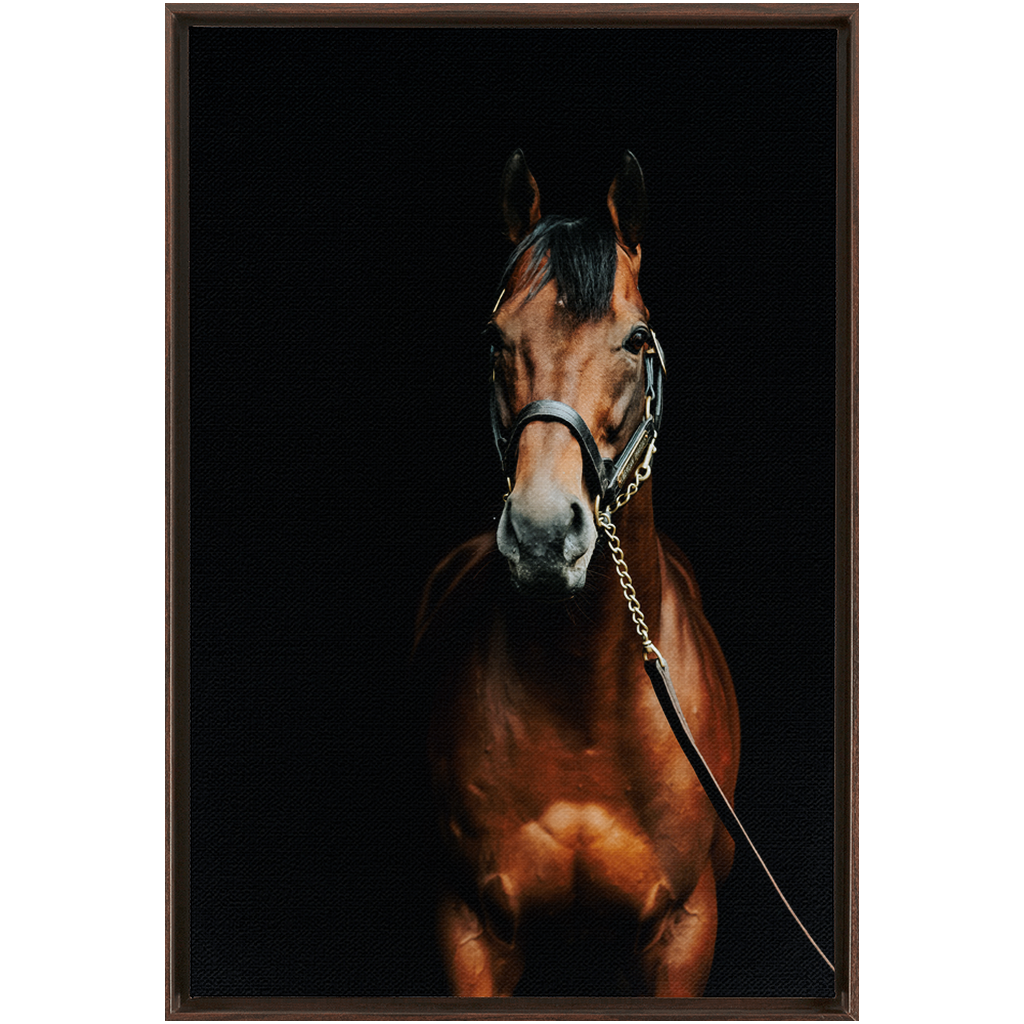 American Pharoah Series 4, Framed Canvas