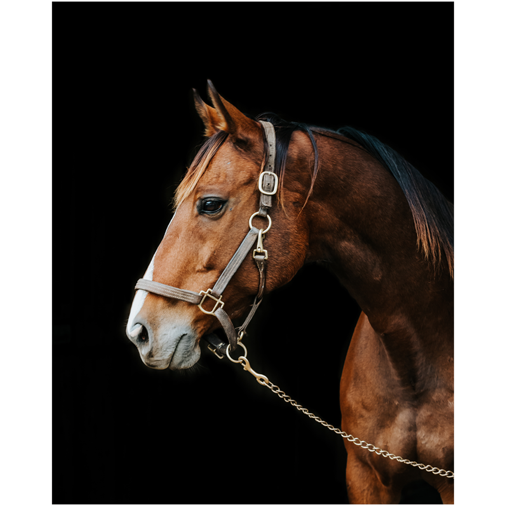 Majestic Series 4, print