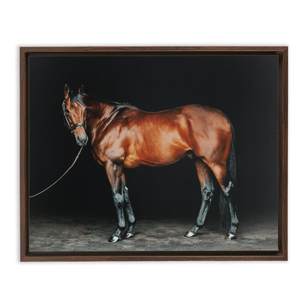 American Pharoah Series 1, Framed Canvas