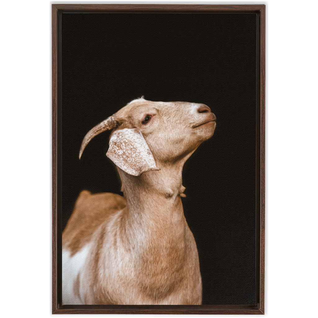 Happy Goat Series 2, Framed Canvas