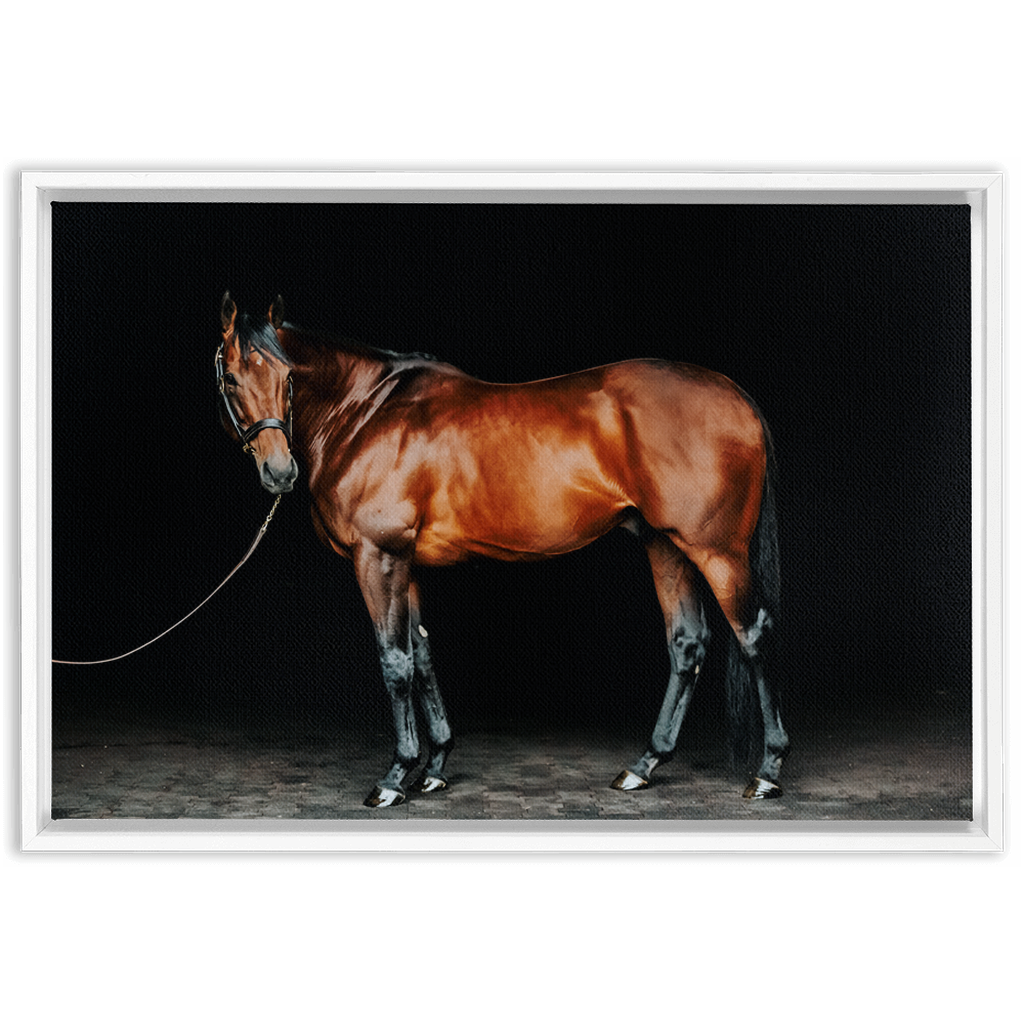 American Pharoah Series 1, Framed Canvas