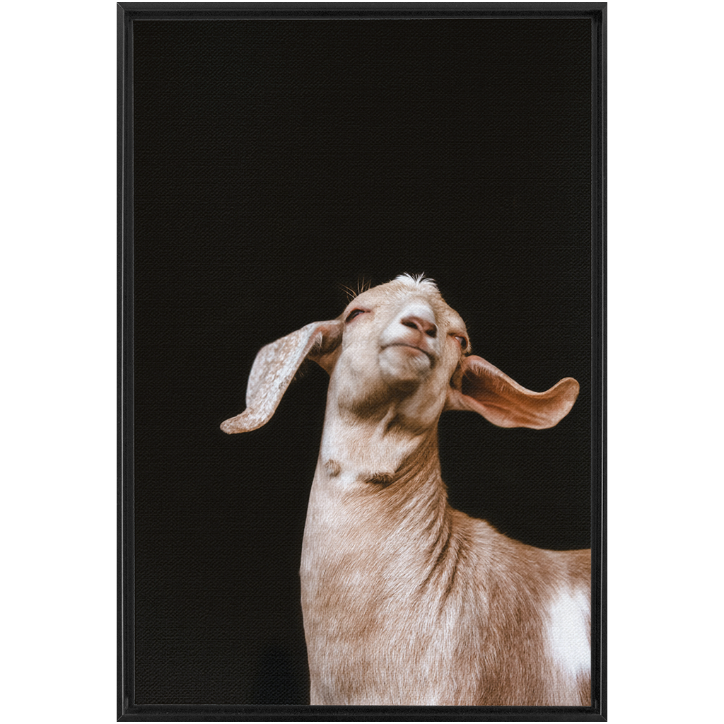 Happy Goat Series 1, Framed Canvas