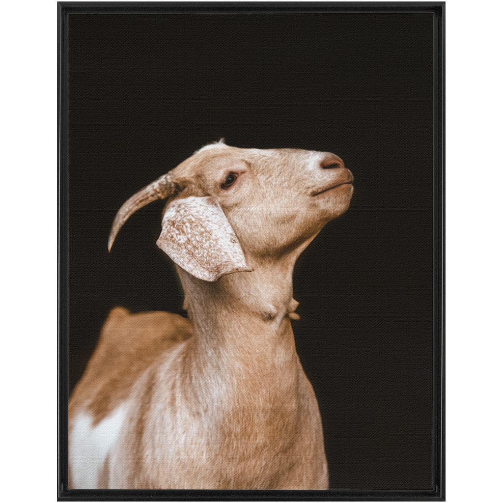 Happy Goat Series 2, Framed Canvas