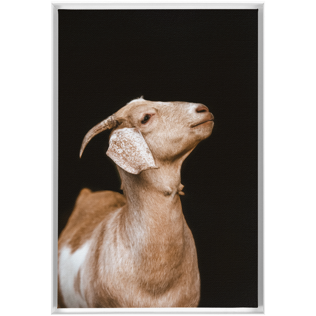 Happy Goat Series 2, Framed Canvas