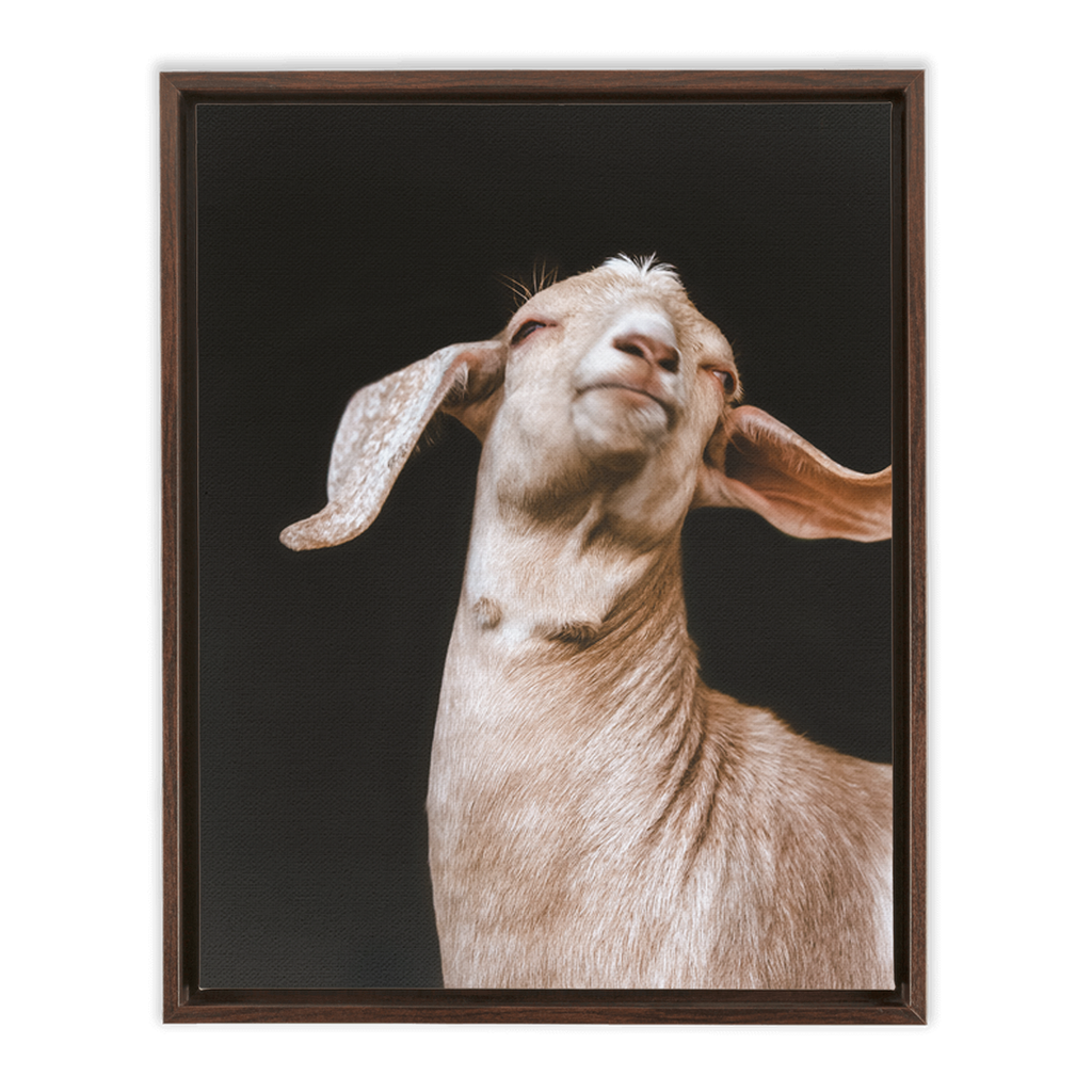 Happy Goat Series 1, Framed Canvas