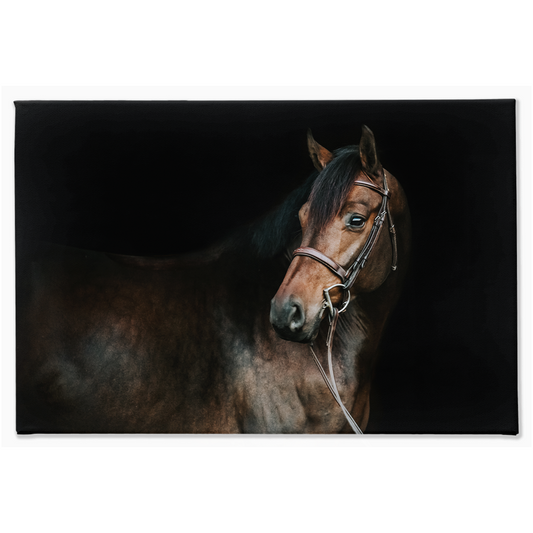 Jovial Series 2, Stretched Canvas