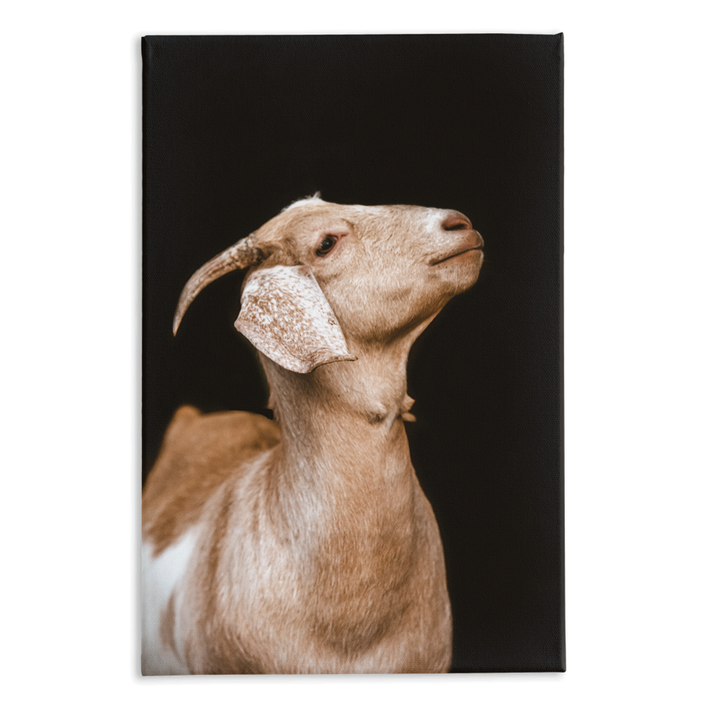Happy Goat Series 2, Stretched Canvas