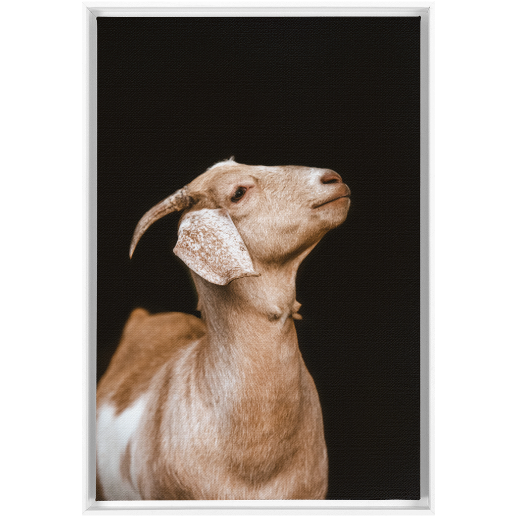 Happy Goat Series 2, Framed Canvas