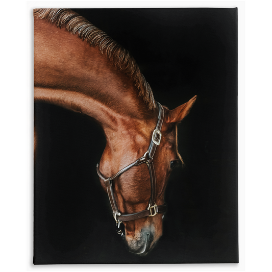 Django Series 6, Stretched Canvas