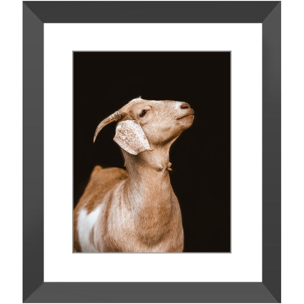 Happy Goat Series 2, Framed Print