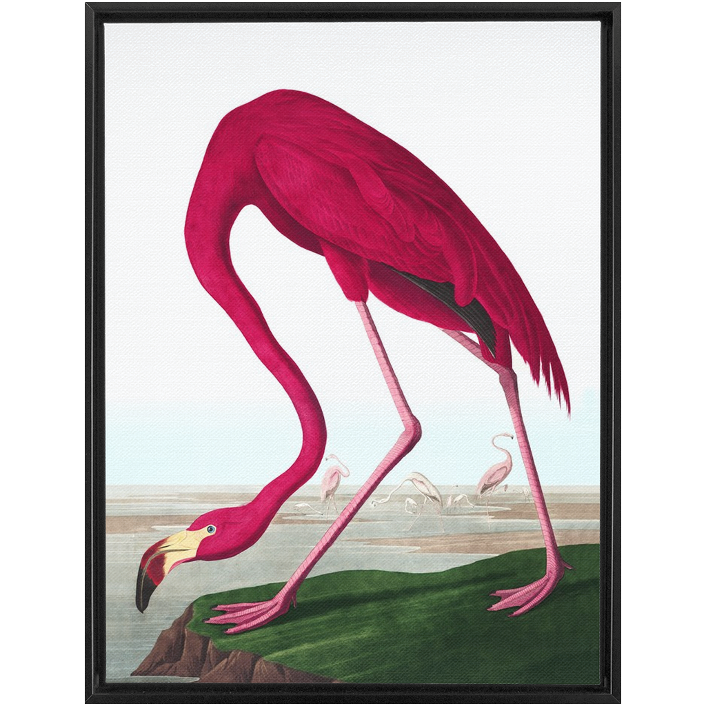 Modern Audobon Flamingo, Framed Canvas