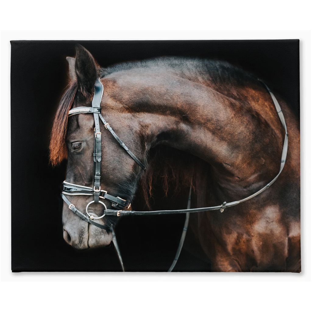 Regal Series 1, Stretched Canvas