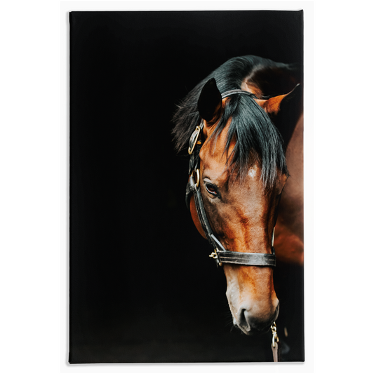 American Pharoah Series 6, Stretched Canvas