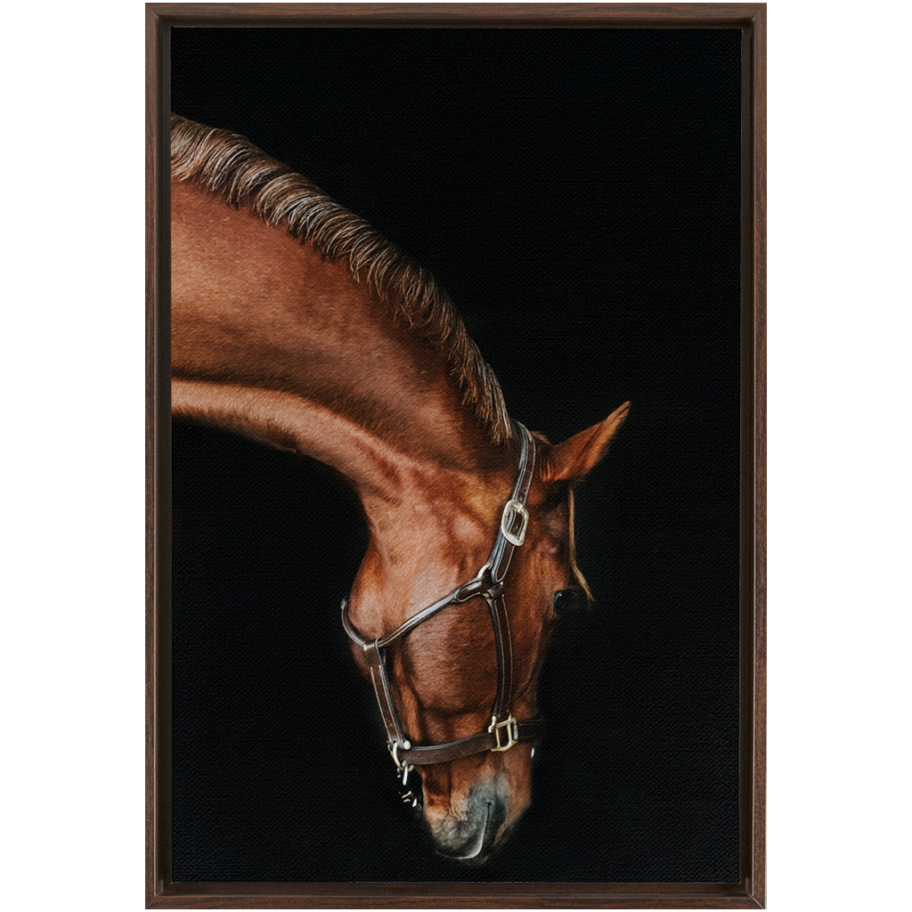 Django Series 6, Framed Canvas