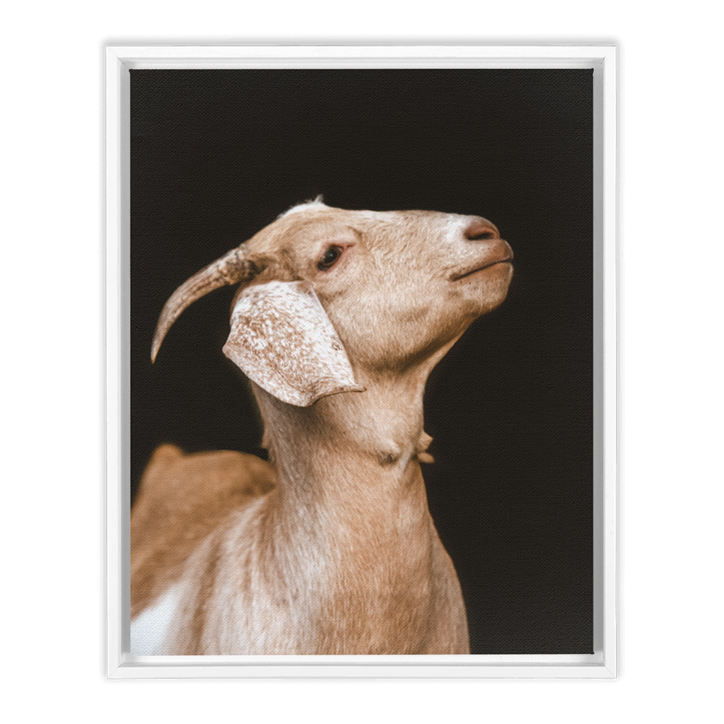 Happy Goat Series 2, Framed Canvas