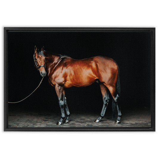 American Pharoah Series 1, Framed Canvas