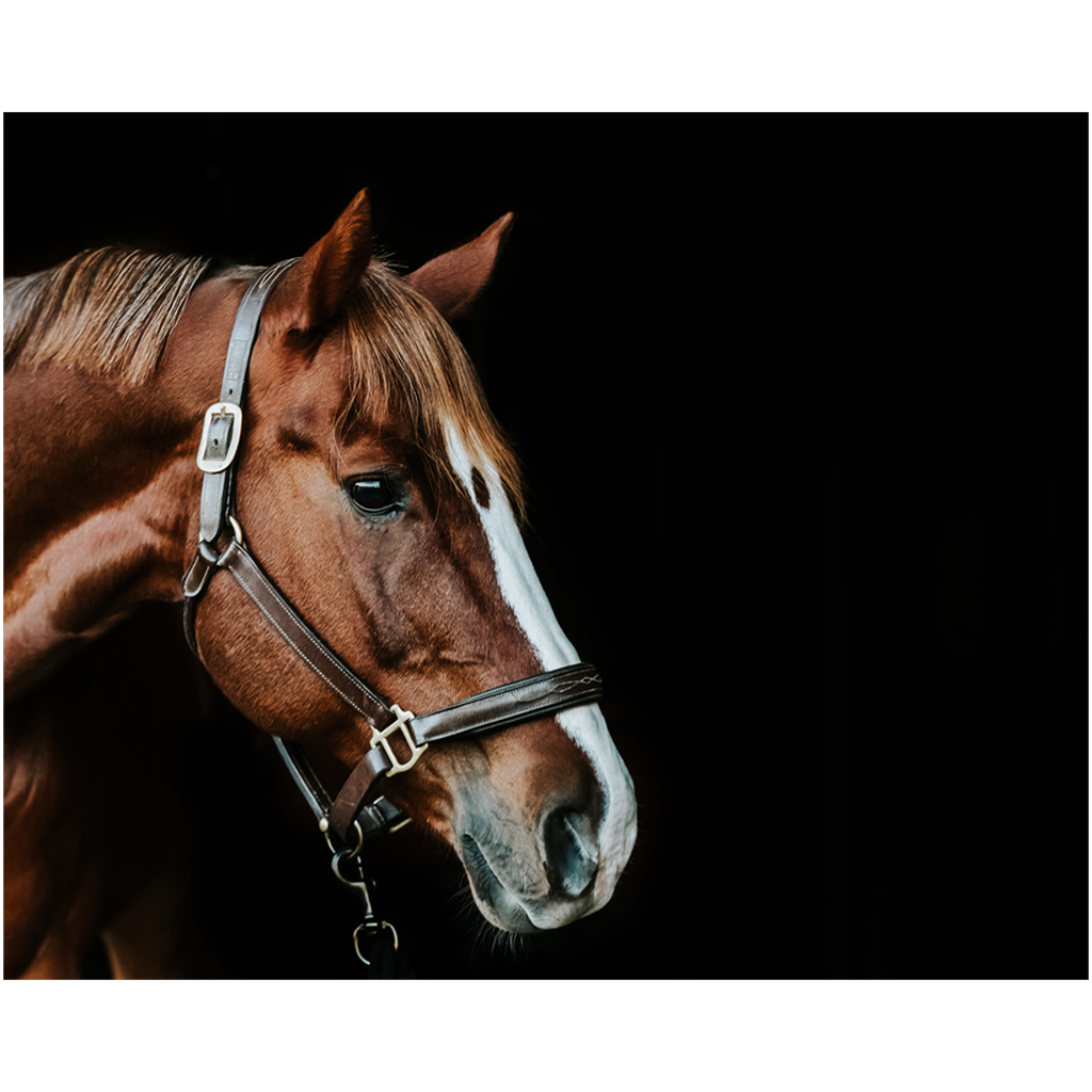 Django Series 5, Print