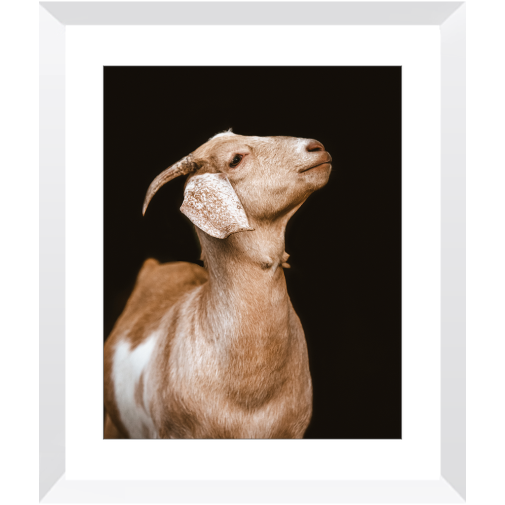 Happy Goat Series 2, Framed Print