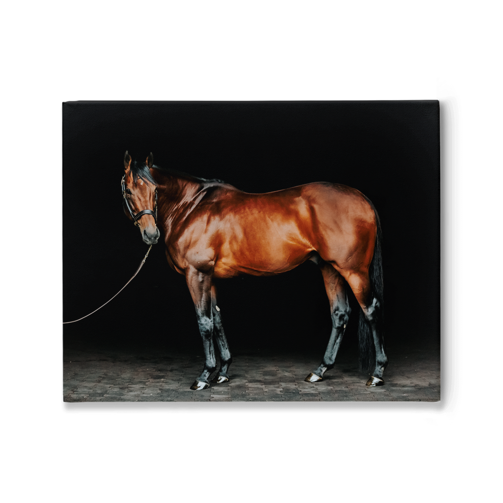American Pharoah Series 1, Stretched Canvas