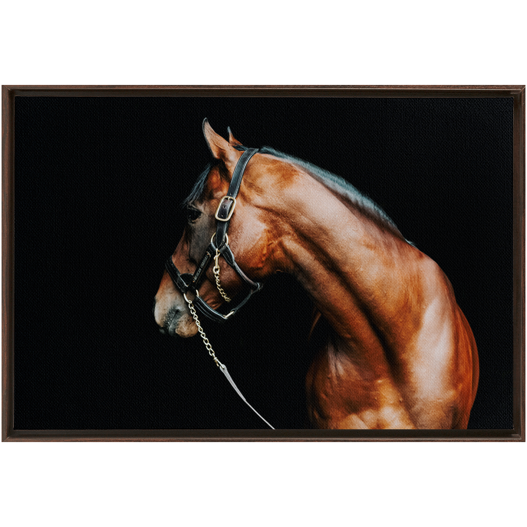 American Pharoah Series 5, Framed Canvas