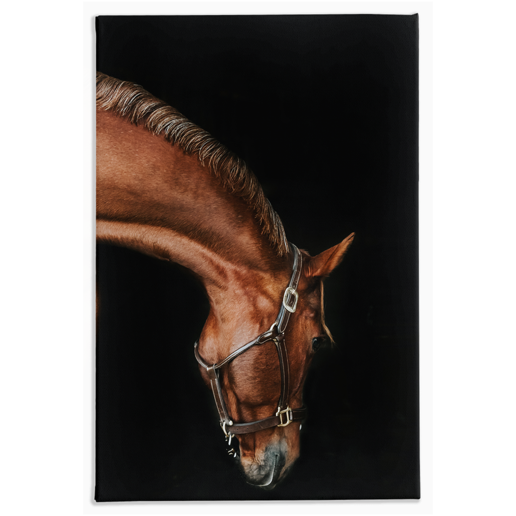 Django Series 6, Stretched Canvas