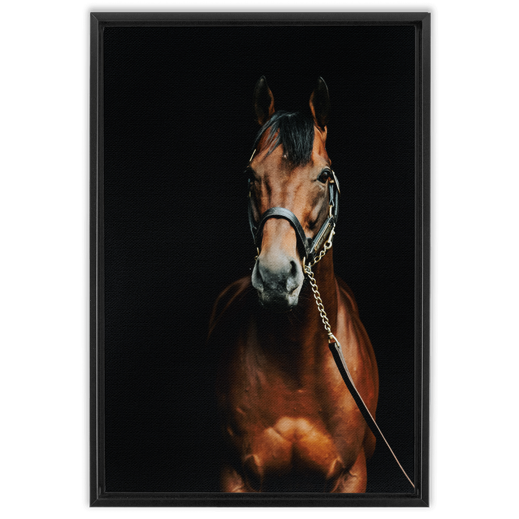 American Pharoah Series 4, Framed Canvas