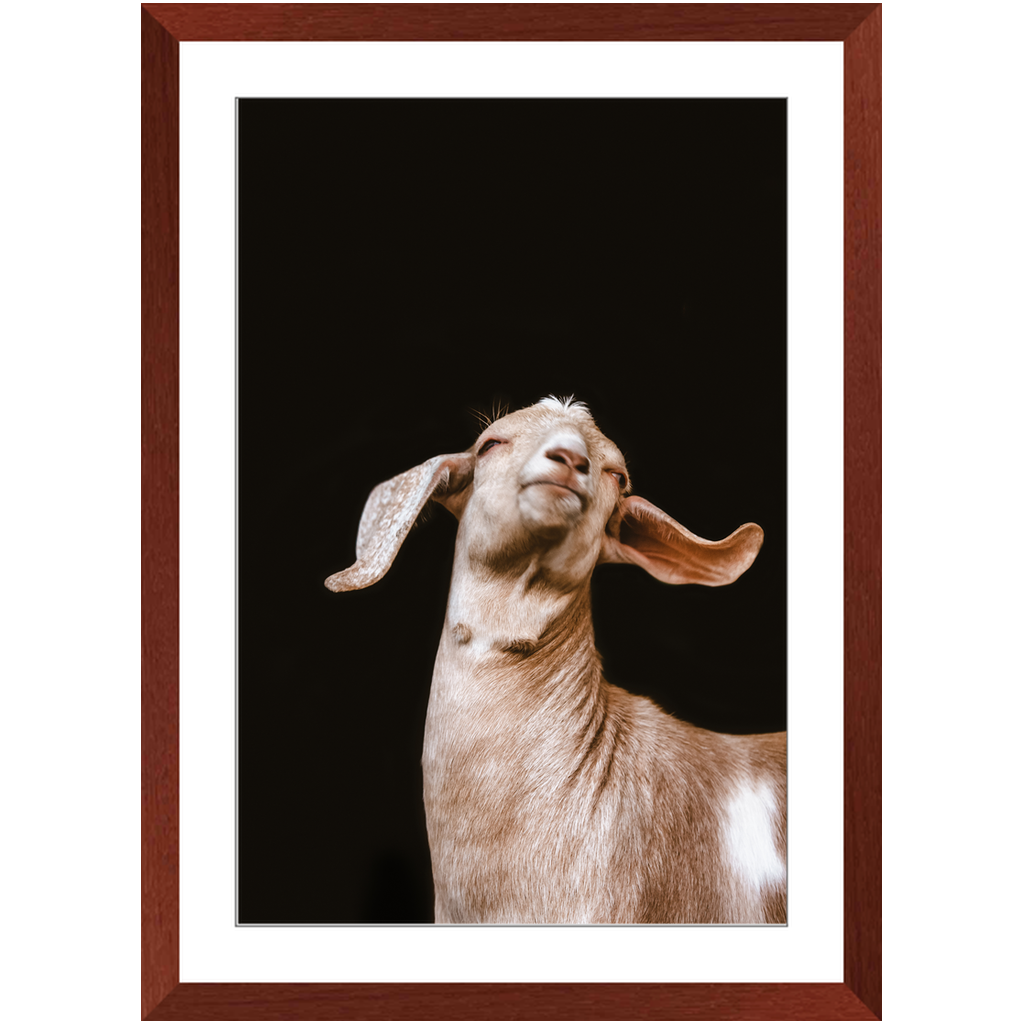 Happy Goat Series 1, Framed Print