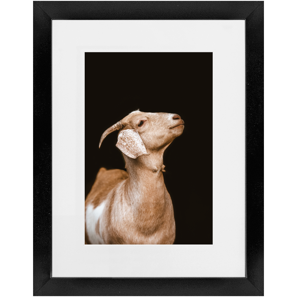 Happy Goat Series 2, Framed Print