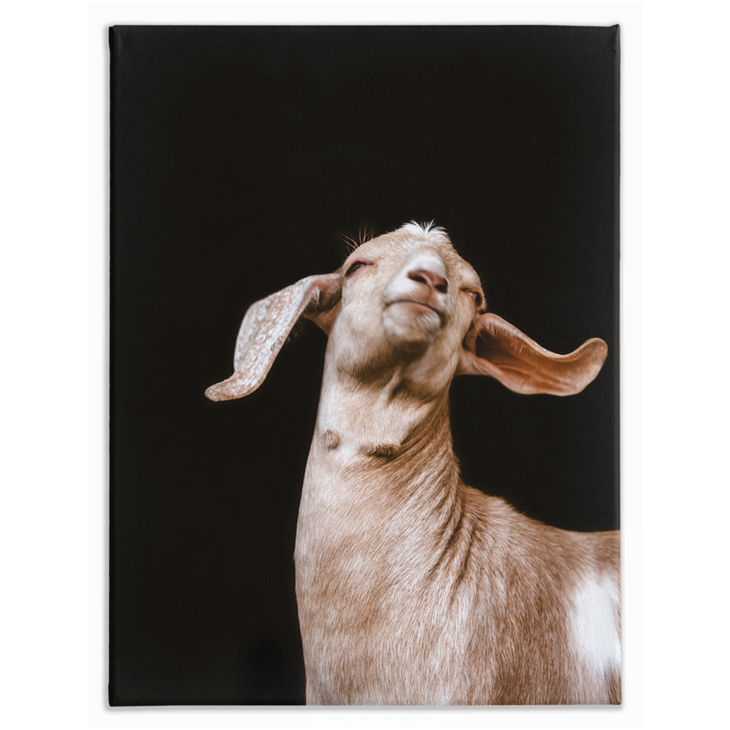 Happy Goat Series 1, Stretched Canvas