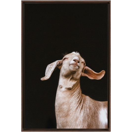Happy Goat Series 1, Framed Canvas