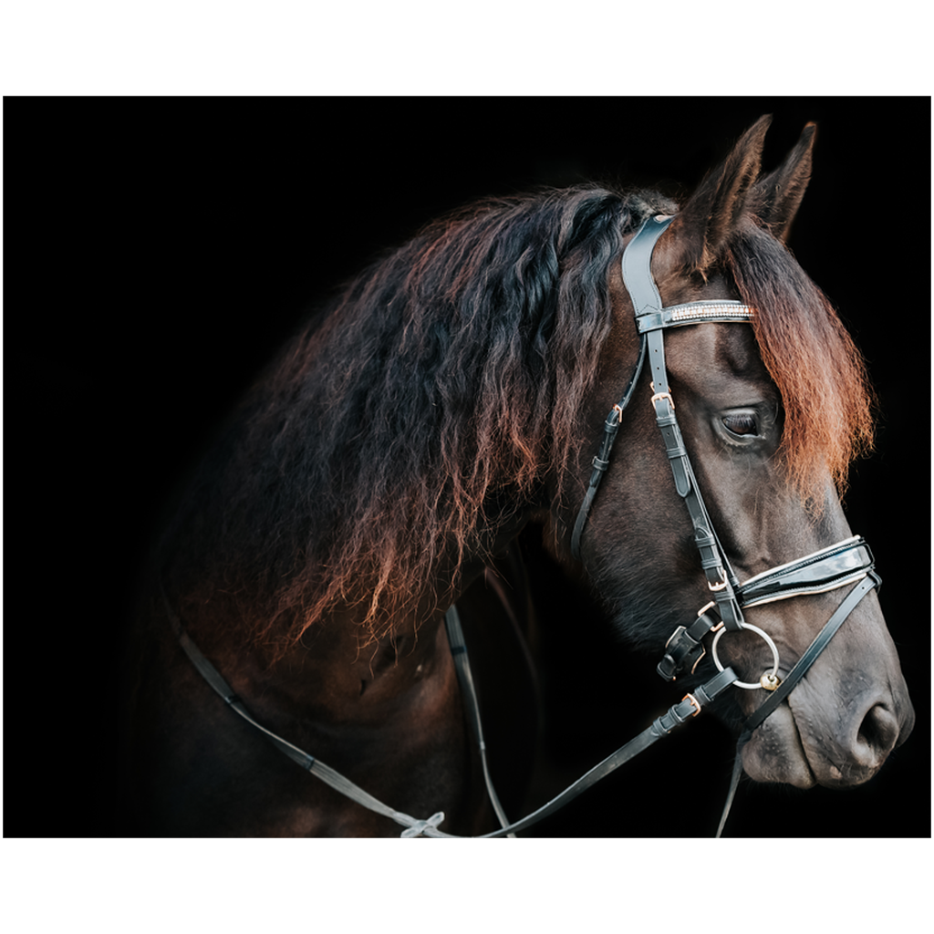 Regal Series 6, Print