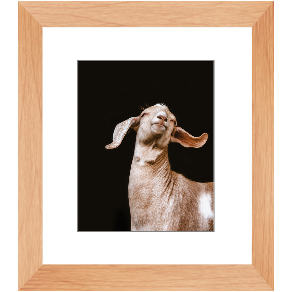 Happy Goat Series 1, Framed Print