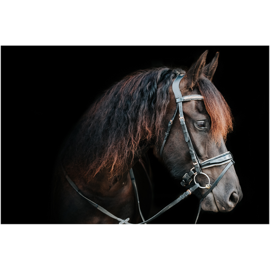 Regal Series 6, Print