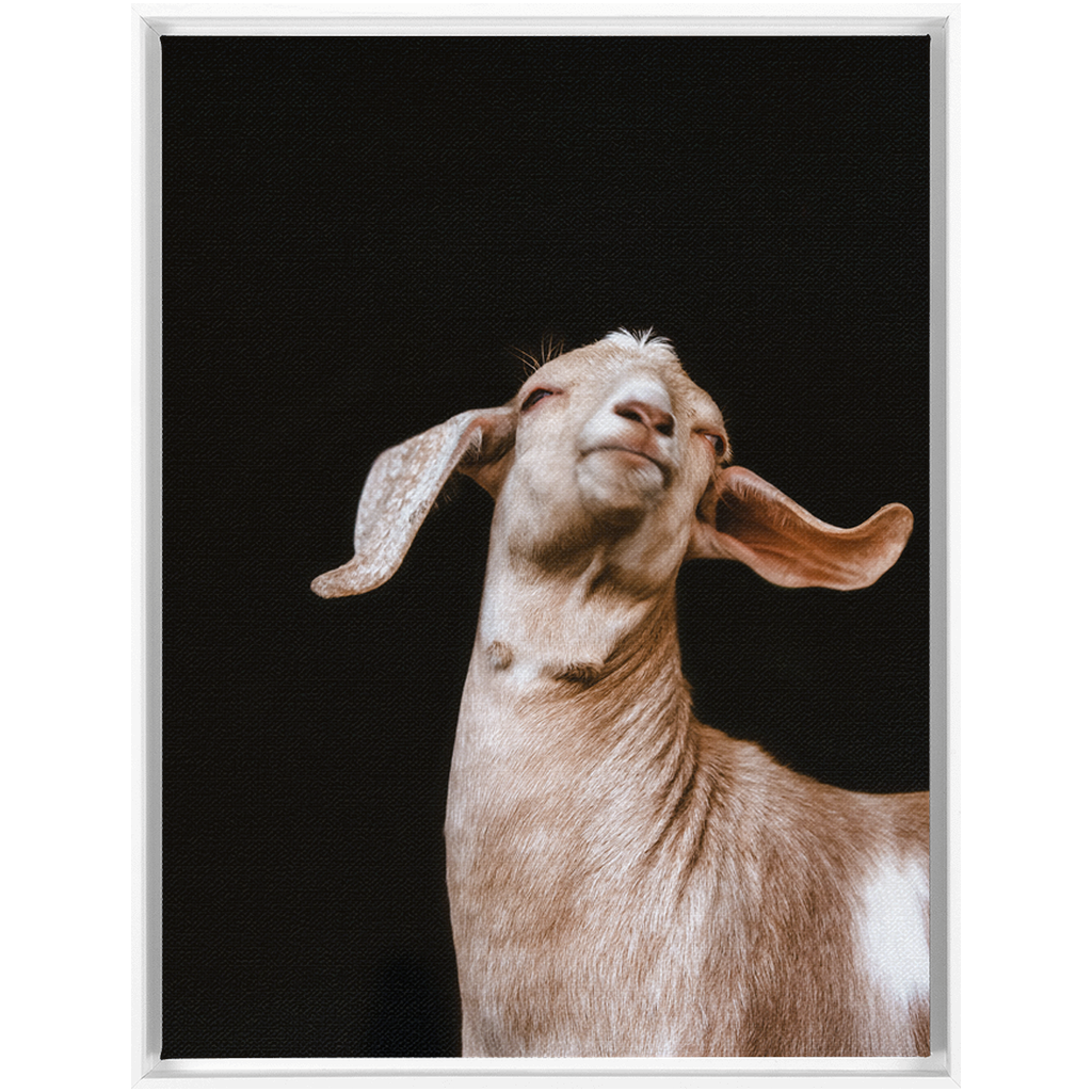 Happy Goat Series 1, Framed Canvas