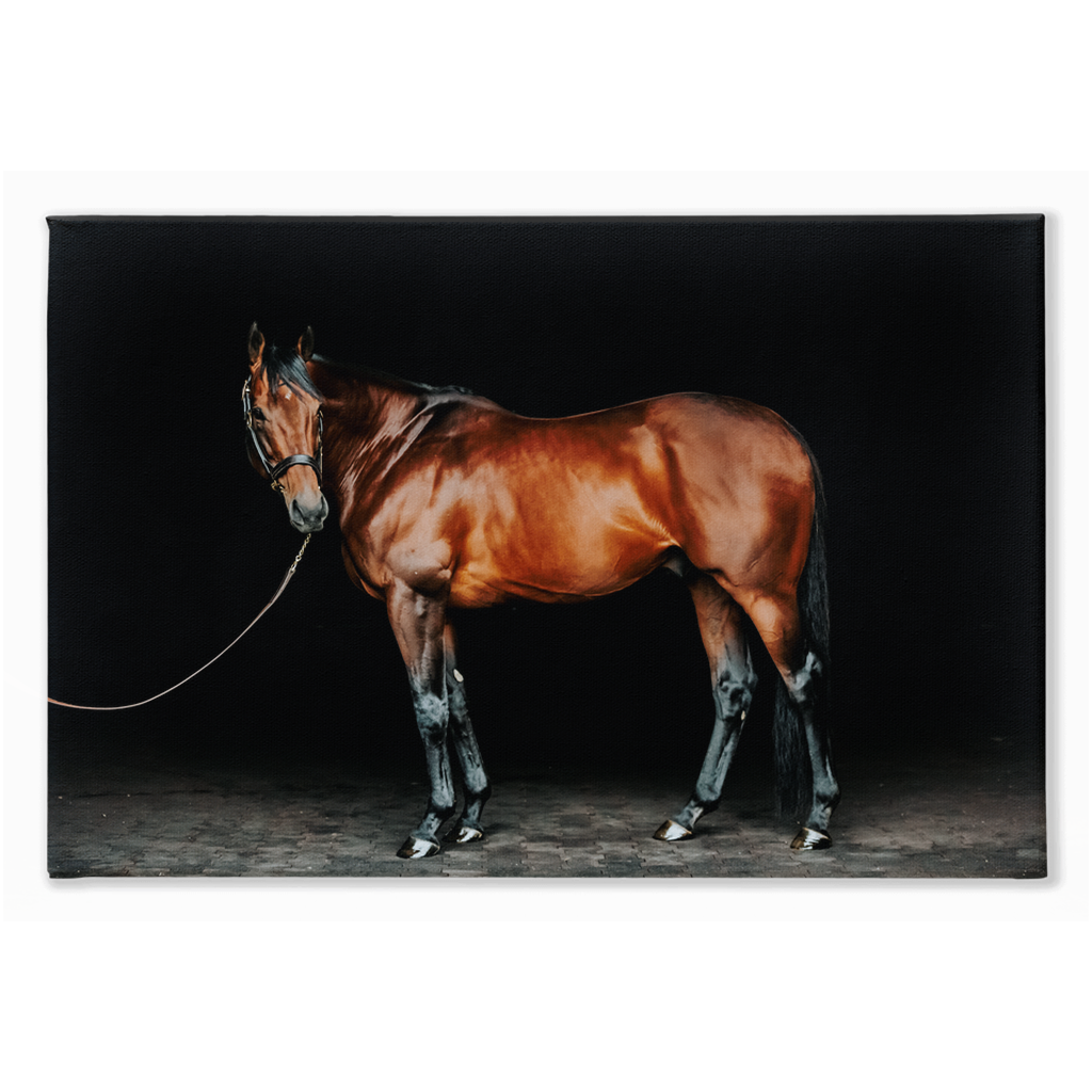American Pharoah Series 1, Stretched Canvas