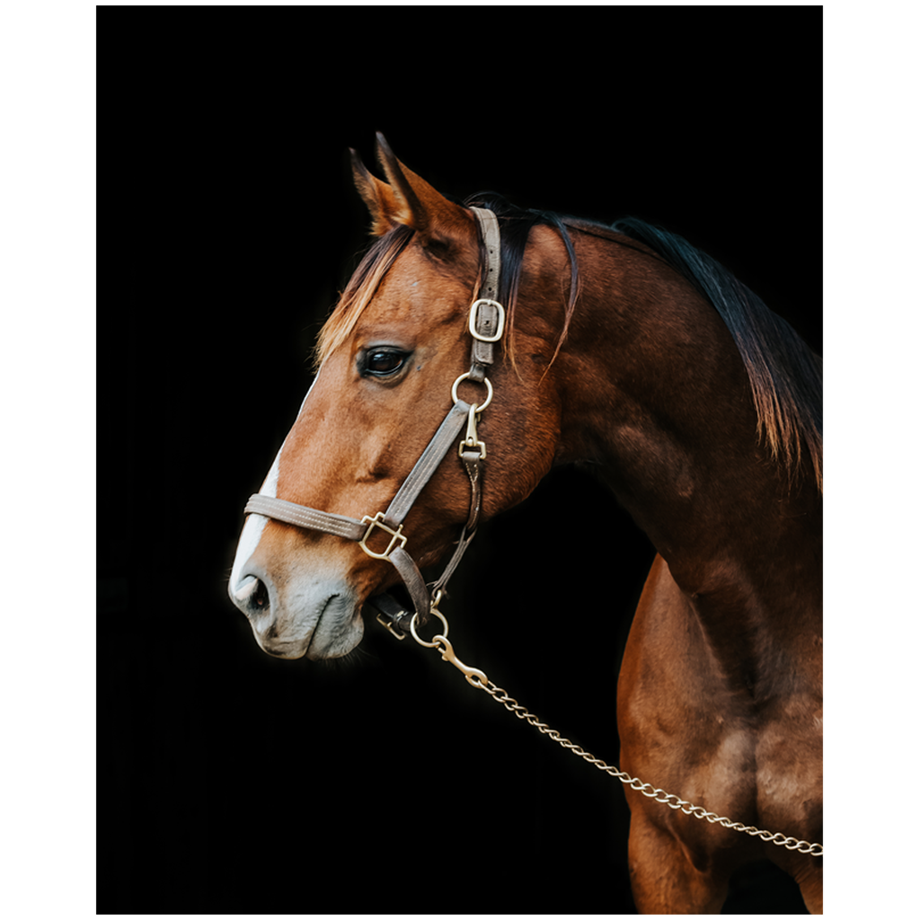 Majestic Series 4, print