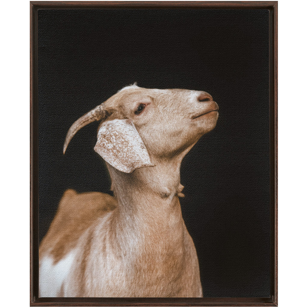 Happy Goat Series 2, Framed Canvas