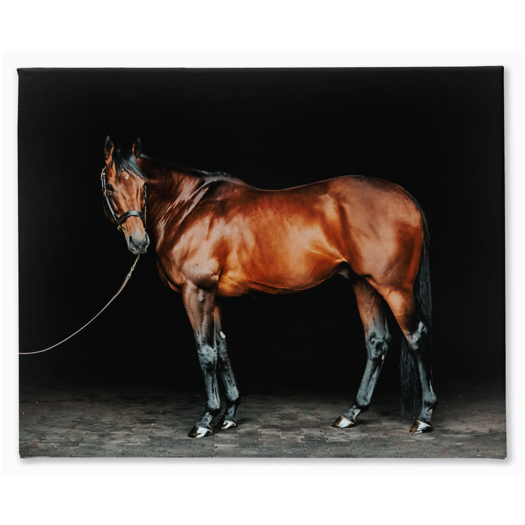 American Pharoah Series 1, Stretched Canvas