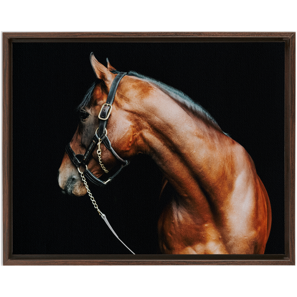 American Pharoah Series 5, Framed Canvas