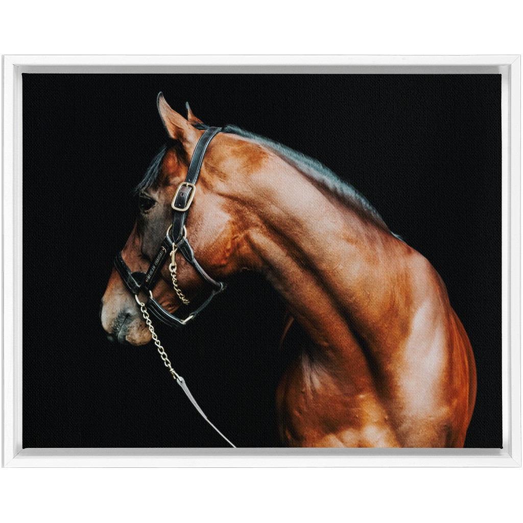 American Pharoah Series 5, Framed Canvas